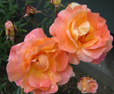 Rose 'Westerland'